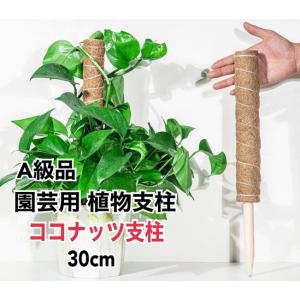 植物支柱 園芸支柱 ココナッツ支柱 A級品 30...の商品画像