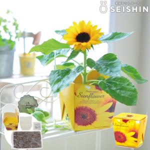 営利用ひまわり】タキイ種苗 サンリッチUP（アップライト）45日タイプ