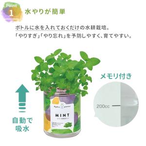 栽培セット 栽培キット 聖新陶芸 グリーンペッ...の詳細画像2