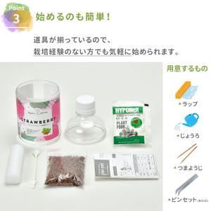 栽培セット 栽培キット 聖新陶芸 グリーンペッ...の詳細画像4