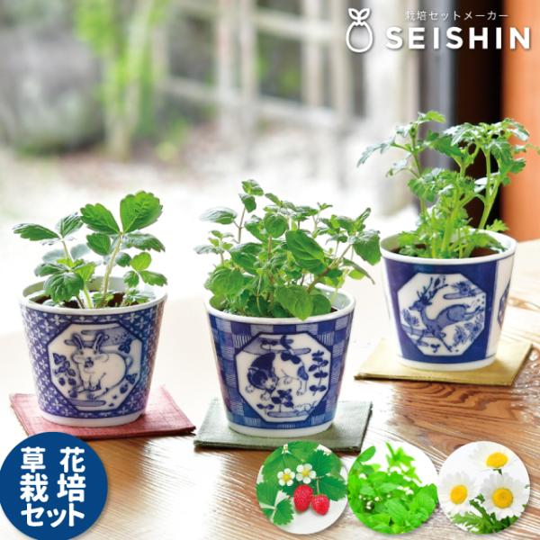 栽培セット 栽培キット 聖新陶芸 染付小紋 草花 BONSAI 染付鉢 ハーブ 縁起 和模様 屋内 ...