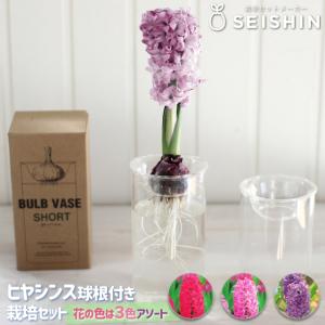 栽培セット 栽培キット 聖新陶芸 ヒヤシンス 水...の商品画像