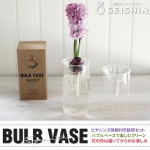栽培セット 栽培キット 聖新陶芸 ヒヤシンス ...の詳細画像1