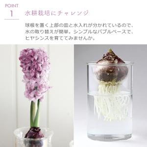 栽培セット 栽培キット 聖新陶芸 ヒヤシンス ...の詳細画像2
