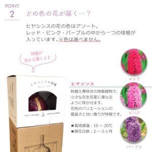 栽培セット 栽培キット 聖新陶芸 ヒヤシンス ...の詳細画像3