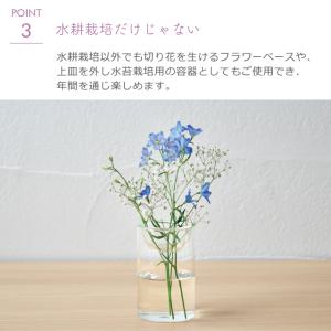 栽培セット 栽培キット 聖新陶芸 ヒヤシンス ...の詳細画像4