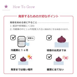 栽培セット 栽培キット 聖新陶芸 ヒヤシンス ...の詳細画像5
