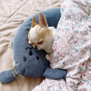 犬用枕の商品一覧 通販 Yahoo ショッピング