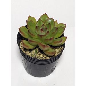 多肉植物 苗 韓国苗(サボテン、多肉植物)の商品一覧 | 花 多肉植物 苗 韓国苗(サボテン、多肉植物)の商品一覧 | 花
