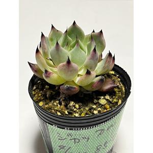 ☆2000円以上送料無料☆アガボイデスエボニー 多肉植物 韓国苗 ライズ
