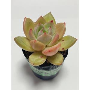 多肉植物 オパリナ錦 新入荷 るる農園 : るる農園 - 通販 - Yahoo