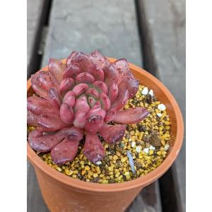 高級素材使用ブランド 限定15個 多肉植物 エケベリア ピンクルルビー 1個650円 フラワー ガーデン Hevesiszintarsulat Hu