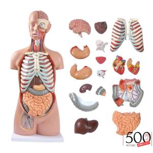 人体模型 85cm 17パーツ 人体胴体 等身大 人体解剖学モデル 筋肉、臓器、骨格 内臓 解剖学学習 取り外し可能 科学用品 研究室用品 人体解剖模型 学校 医療解剖学