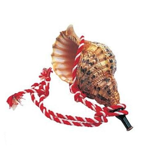 ゼンオン扱い　ほら貝　大