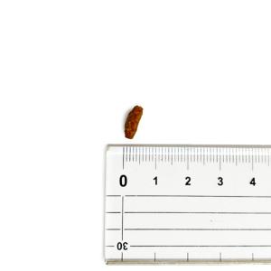 【並行輸入品】 アカナ アダルト スモールブリ...の詳細画像4