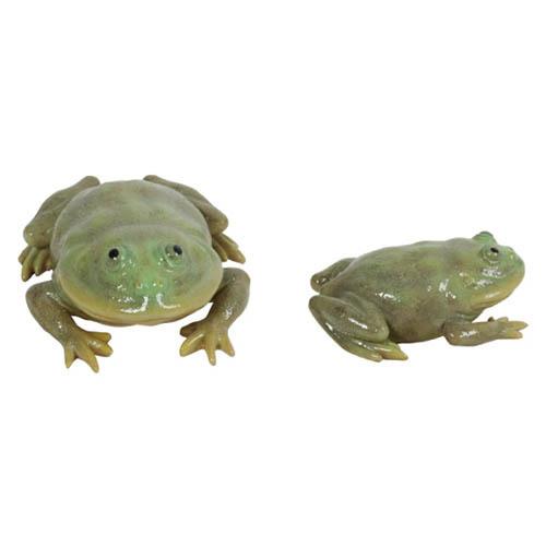 レプタイルズマグ REPTILES MAG マルメタピオカガエル BUDGETT'S FROG 34...