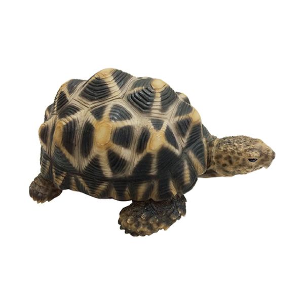 PET BANK ペットバンクSTAR TORTOISE (ホシガメ) 1168