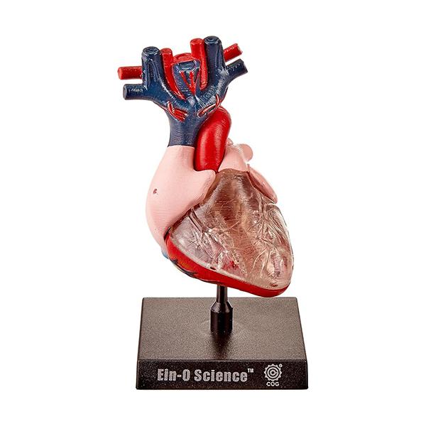 EIN-O SCIENCE ハートモデル 心臓 HEART MODEL ES2370HM
