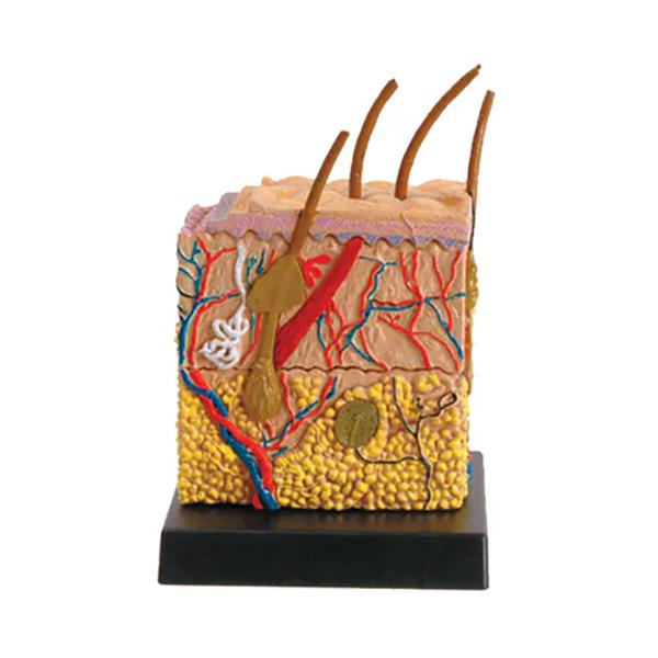 EIN-O SCIENCE スキンモデル 皮膚 SKIN MODEL ES2370SM