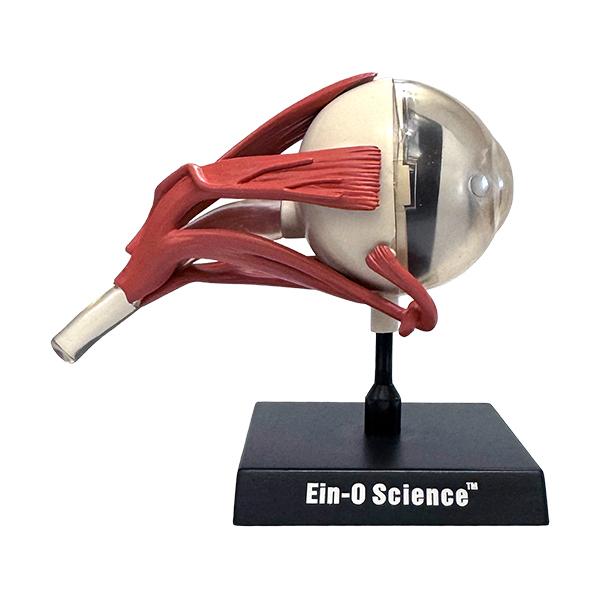EIN-O SCIENCE アイモデル EYE MODEL 眼 SKIN MODEL ES2370E...