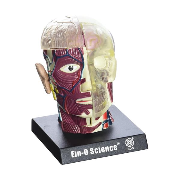 EIN-O SCIENCE ブレイン アンド スカル BRAIN &amp; SKULL 脳と頭蓋骨 ES2...