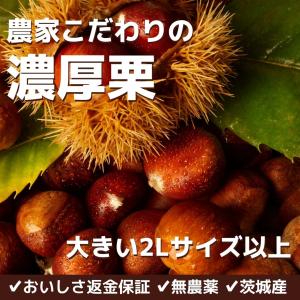 茨城県産 栗 （くり） 2L〜3Lサイズ 約1kg ネット 国産 生栗