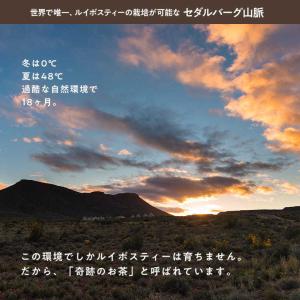 やさしいルイボスティ111包入 水出し アイス...の詳細画像5