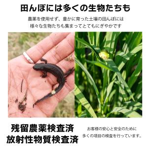 有機 玄米粉 米粉 500g 会津産 こしひか...の詳細画像3