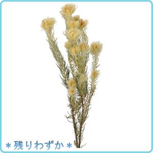 フィリカ 花の商品一覧 通販 Yahoo ショッピング