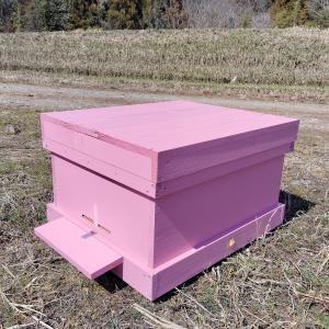 2025年日本ミツバチ入り重箱5段（一群）