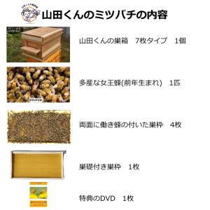 西洋ミツバチ 種蜂 新王4枚群 巣礎枠1枚 山...の詳細画像4