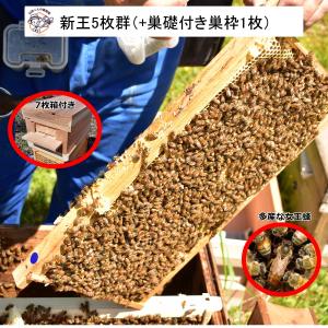 西洋ミツバチ 巣枠のおすすめ人気商品一覧 通販 - Yahoo!ショッピング