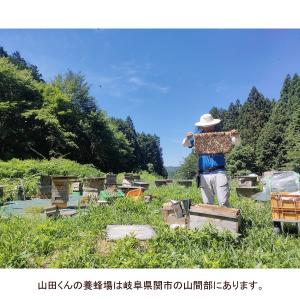 西洋ミツバチ 種蜂 新王6枚群 巣礎枠1枚 山...の詳細画像3