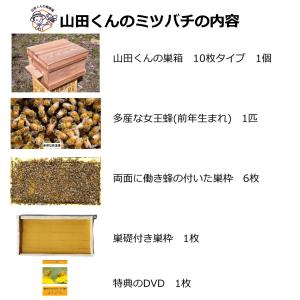 西洋ミツバチ 種蜂 新王6枚群 巣礎枠1枚 山...の詳細画像5
