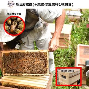 西洋ミツバチ 隔王板 7枚箱用 : 山田くんの養蜂場 - 通販 - Yahoo