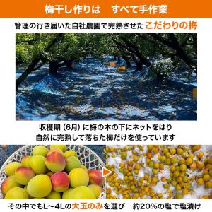 紀州南高梅はねだし梅干 はちみつ漬け 1.6k...の詳細画像2
