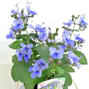 クレロデンドルム　ブルーウィング　3号ポット苗　ブルーバタフライブッシュ　ブルーウイング　青い蝶　ロテカ