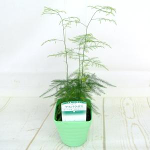 ミニ観葉植物　アスパラガス　3.5号鉢｜rose-factory