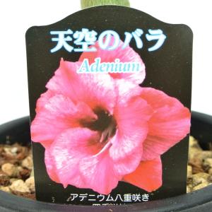 アデニウム 花 ガーデニング の商品一覧 通販 Yahoo ショッピング