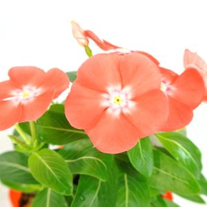 アウトレット アルテミシア コーラプラント ハーブアルテミシア 3 5号ポット コーラの香り ハーブ Rosefactory Net 通販 Yahoo ショッピング