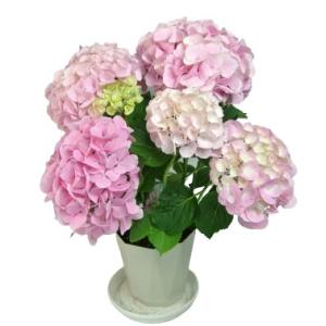 大栄花園 アジサイ 鉢花 の商品一覧 生花 花 ガーデニング 通販 Yahoo ショッピング