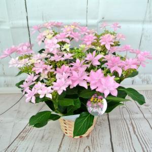 母の日　Mother's Day　アジサイ　ダンスパーティー　星咲きかご付き　大人気　ボリュームがすごい　■■