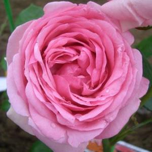 バラ苗ヒストリーの商品一覧 通販 Yahoo ショッピング