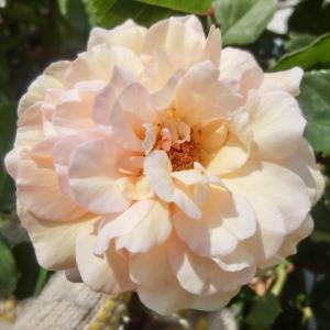 安心バラ苗の店 ヤフー店 オールドローズ 新 苗 Yahoo ショッピング