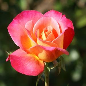 バラ苗　２年大株苗　グラナダ　Granada　ルドヴィック　Ludwig's Roses　大輪  4号鉢　強香　※2022｜rose-m