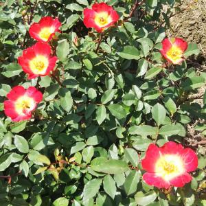 一重 バラ カクテルの商品一覧 通販 Yahoo ショッピング