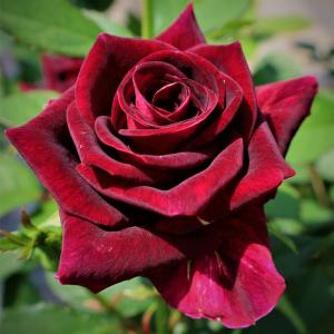 輪花鉢 黒 花の苗 の商品一覧 苗 花 ガーデニング 通販 Yahoo ショッピング