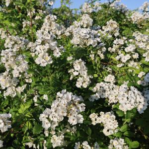 棘のないバラつるバラ 花 ガーデニング の商品一覧 通販 Yahoo ショッピング