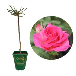 ナタリー・レテ ヴェイス コアラ ライトグレー 花摘みコアラの花瓶