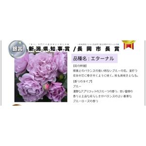フレグランスローズ誕生たぶん…10周年記念セー...の詳細画像2